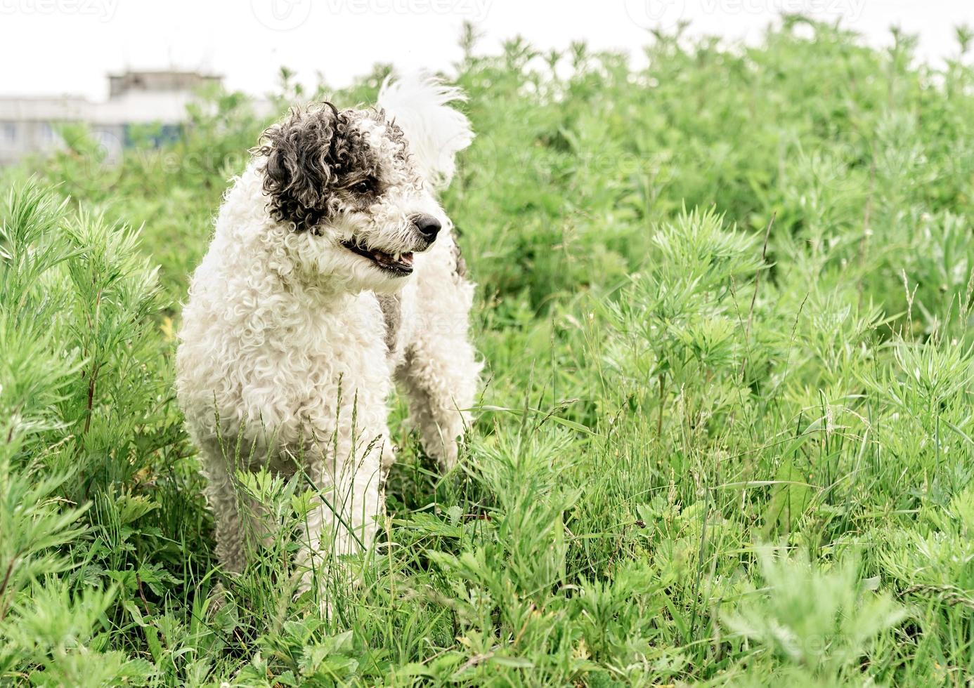 Bichon frise mixed breed dog standing in the grass in the park in summer day photo