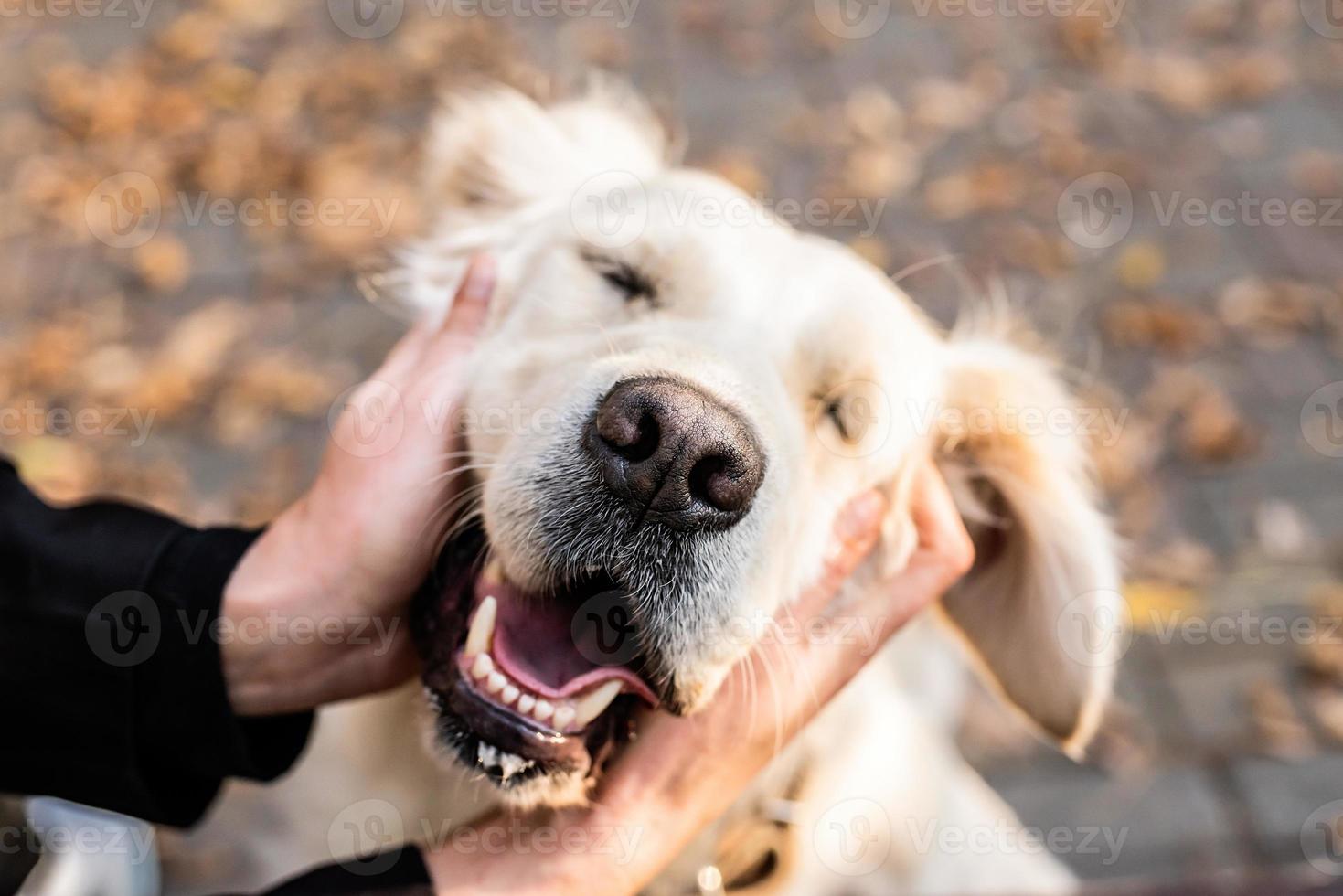 Gracioso perro golden retriever en el parque foto