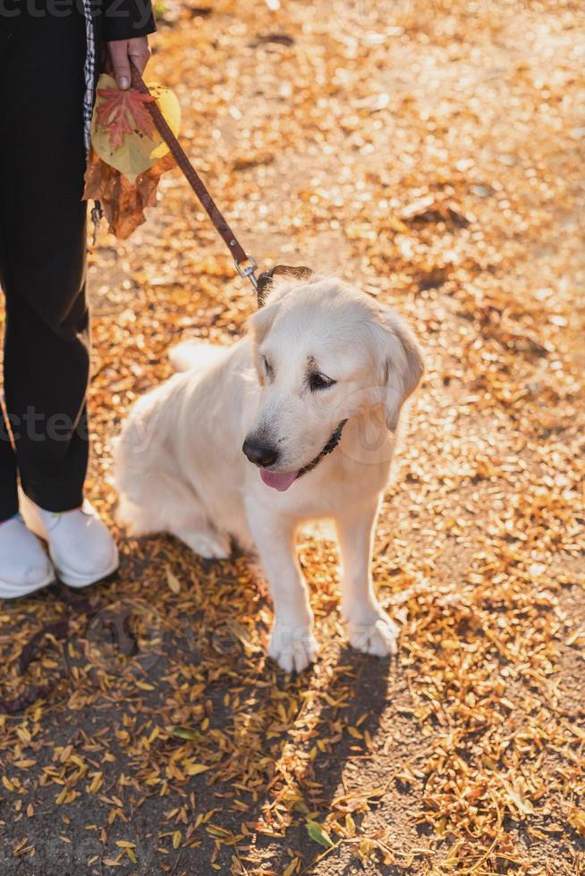 Golden Retriever Dog in a pile of Fall leaves photo