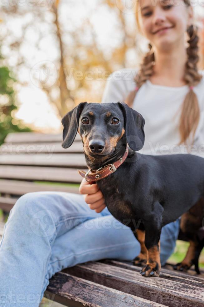 Dachshund dog standing on the bench with her owner in the park photo