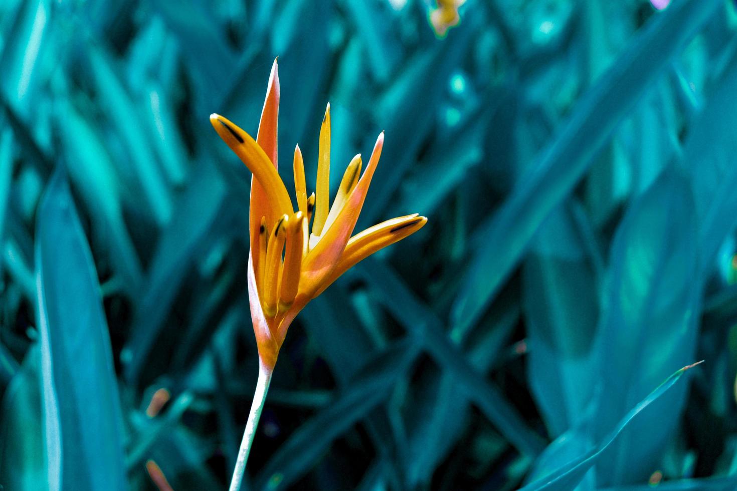 Flor naranja colorida ave del paraíso contra con fondo verde oscuro. esta flor es de follaje tropical y crece con la luz del sol en la selva tropical. foto