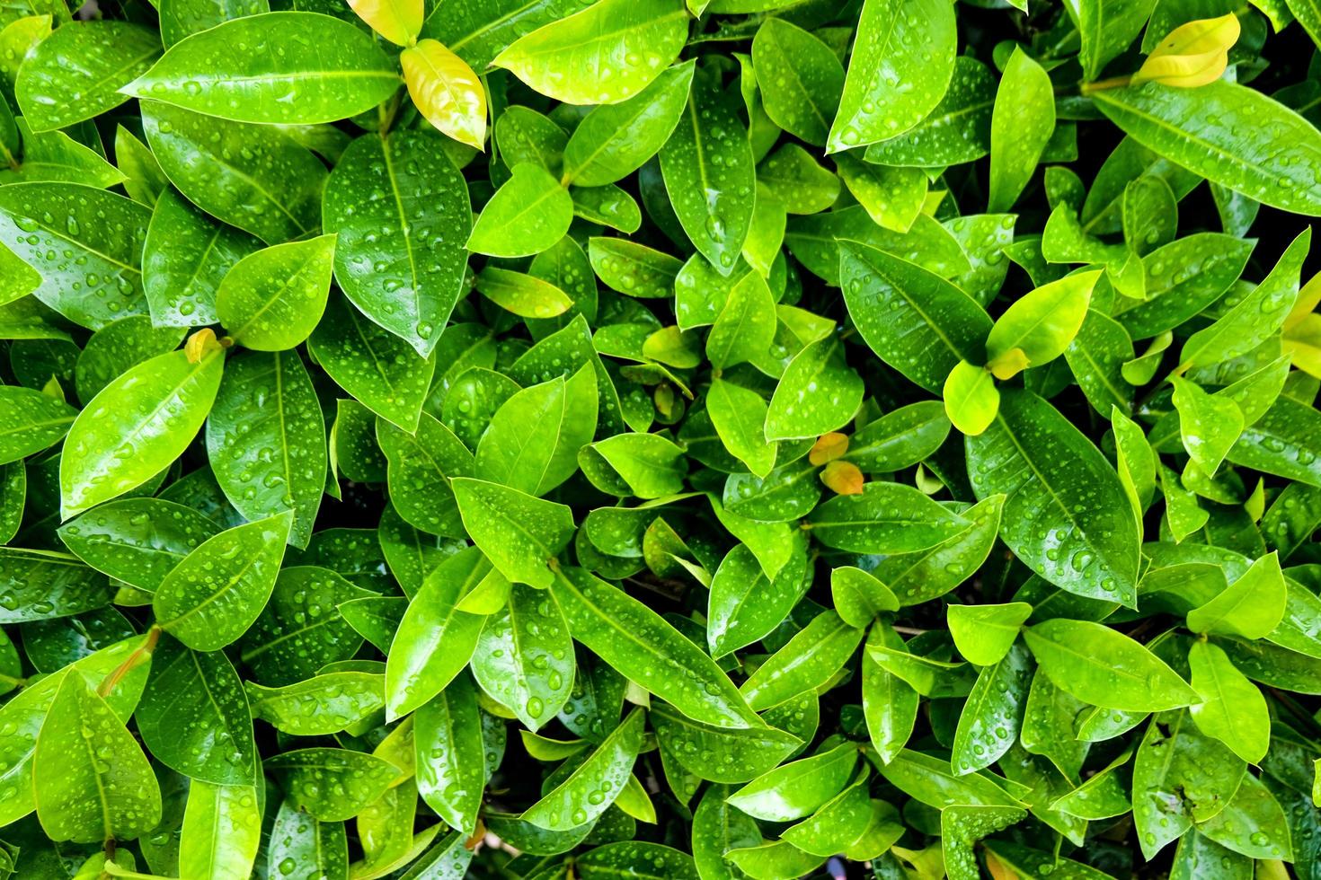 hojas verdes y gotitas después de llover. es frescura y concepto húmedo. foto