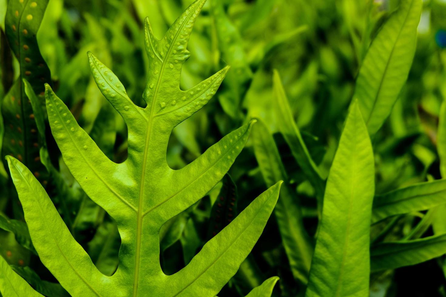 Beautiful green fern leafs in the garden which it very freshness. photo