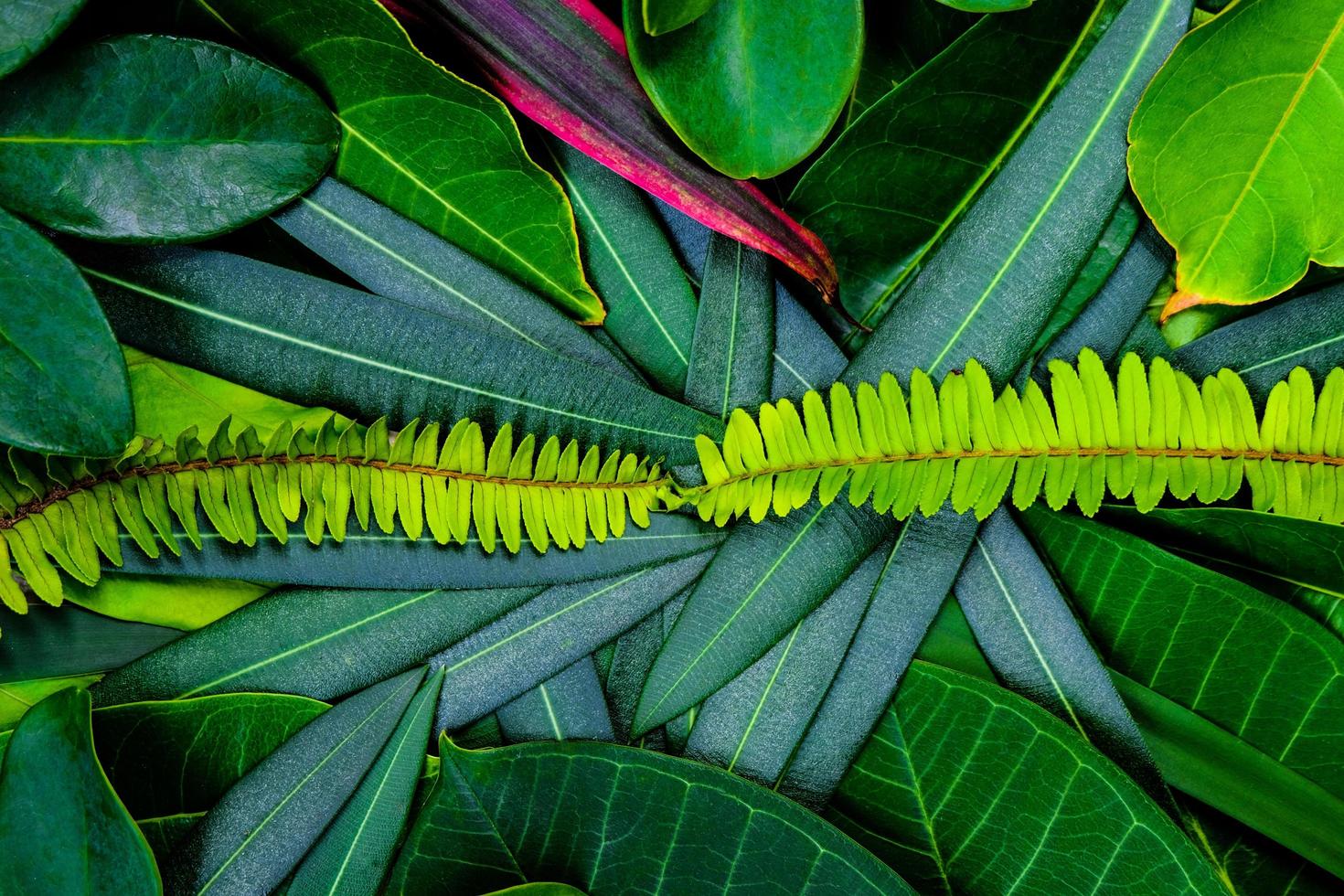 Creative idea of green leafs layout for background and texture which it can make freshness and comfortable for eyes. photo