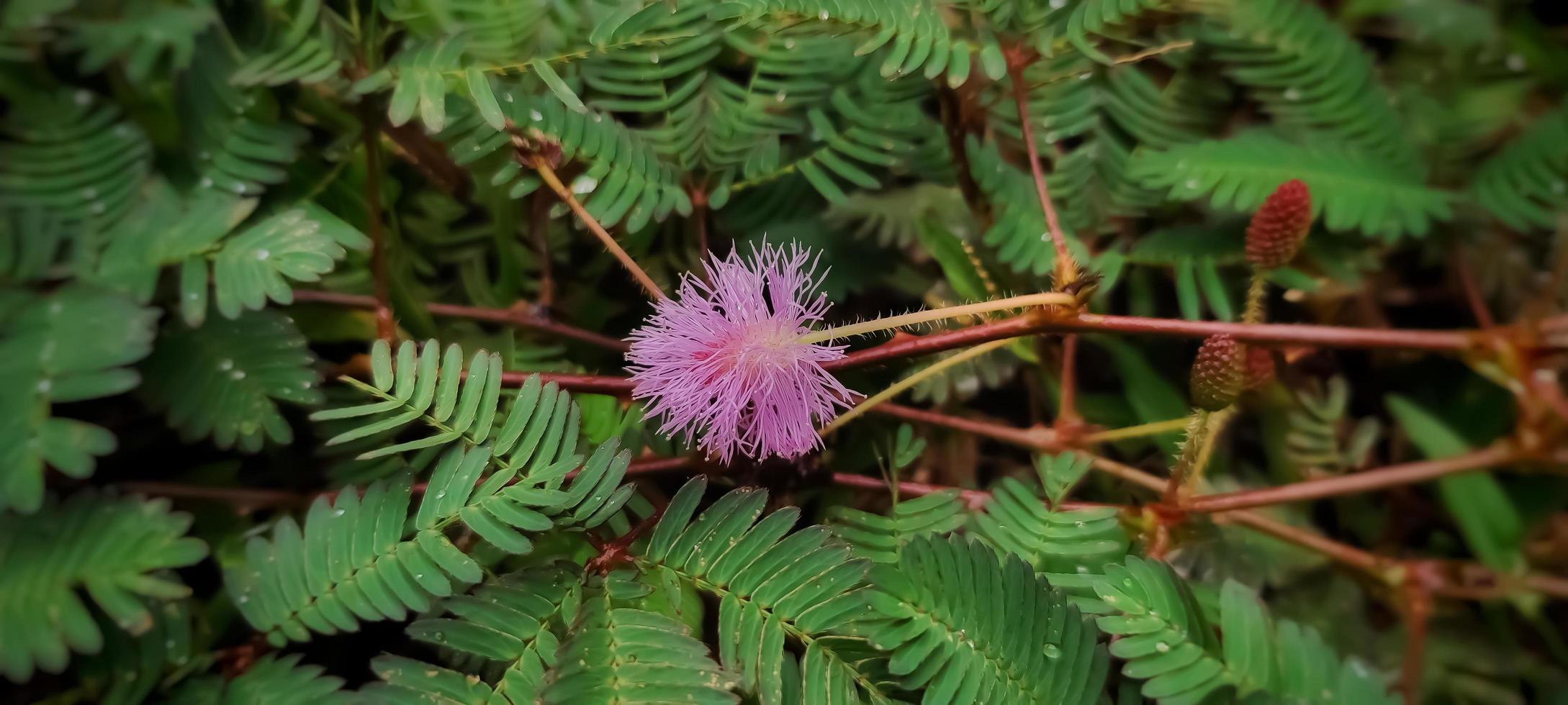 Plants flowers pink color photo