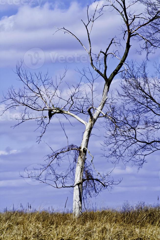 árbol desnudo en el campo foto