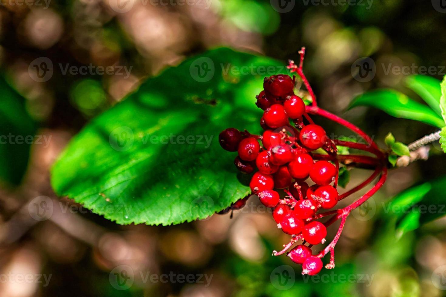 Red berries with green leaves photo