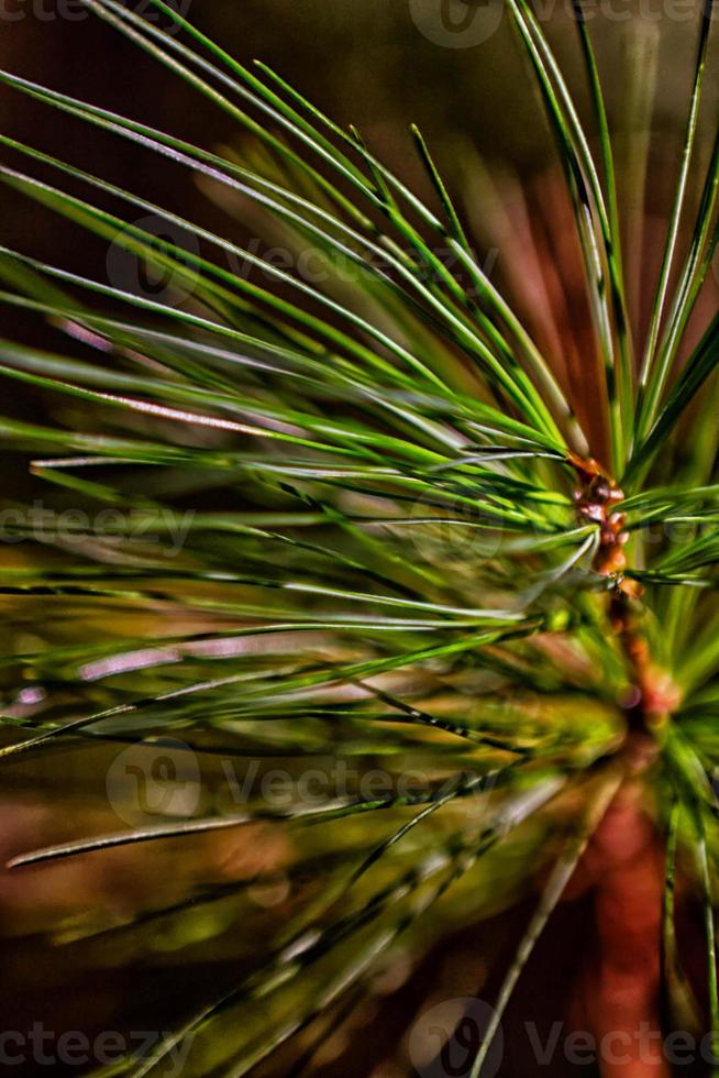 Pine needles close photo