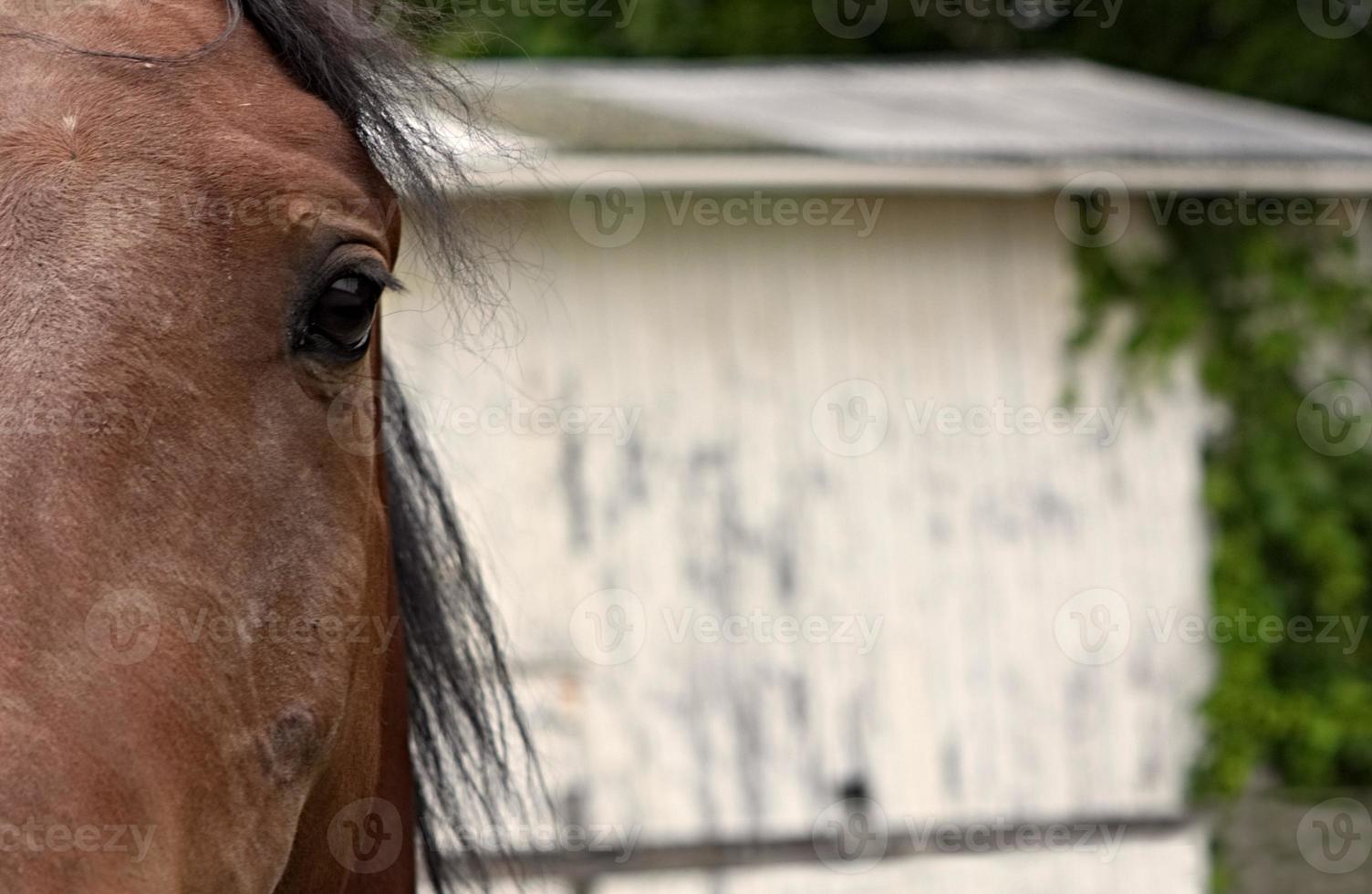 Horse's eye close photo