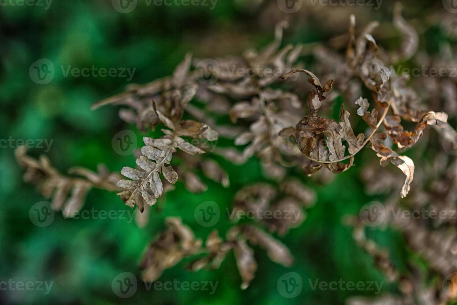 hojas doradas, cerrar foto