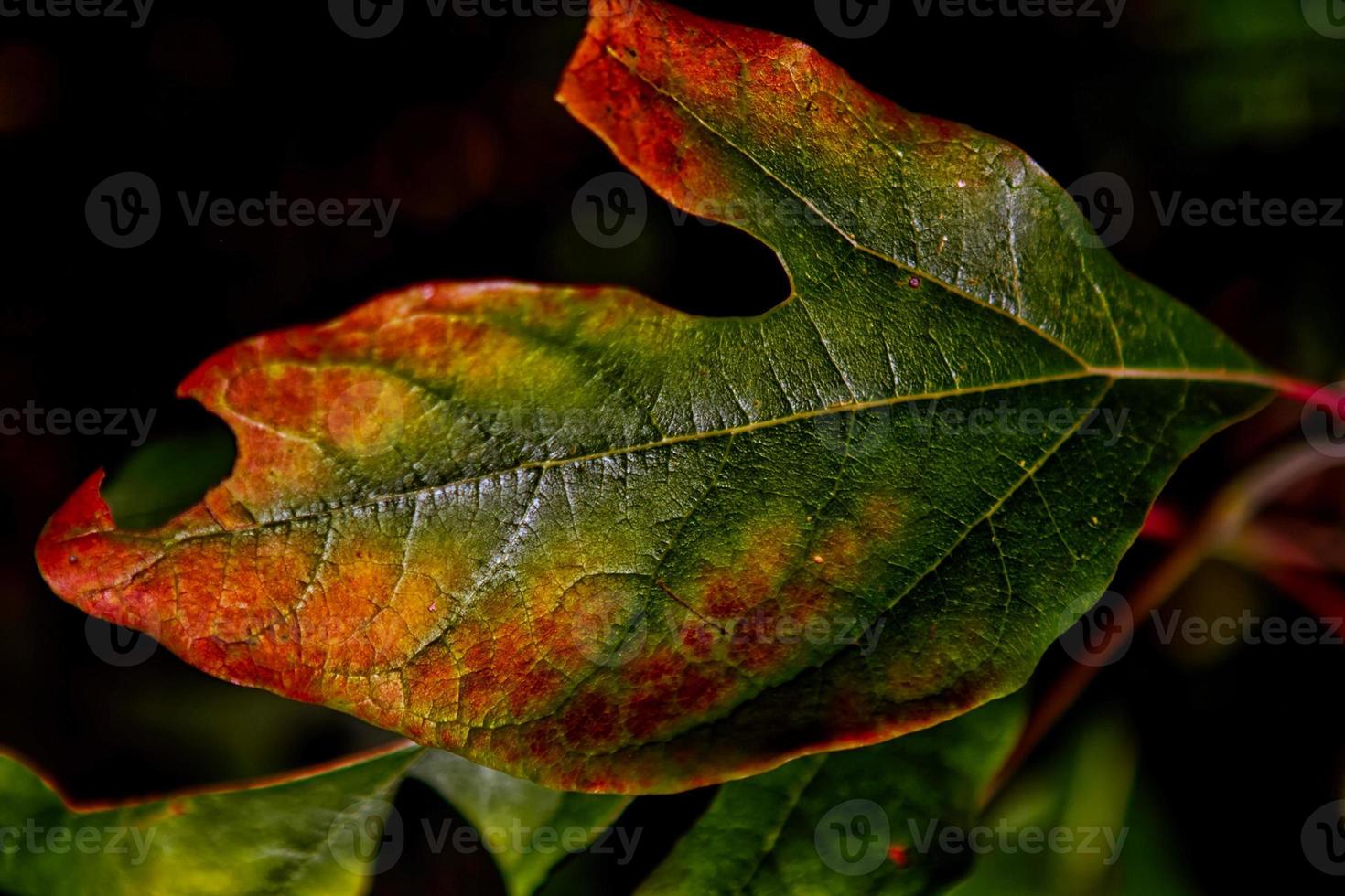 hoja roja con verde foto