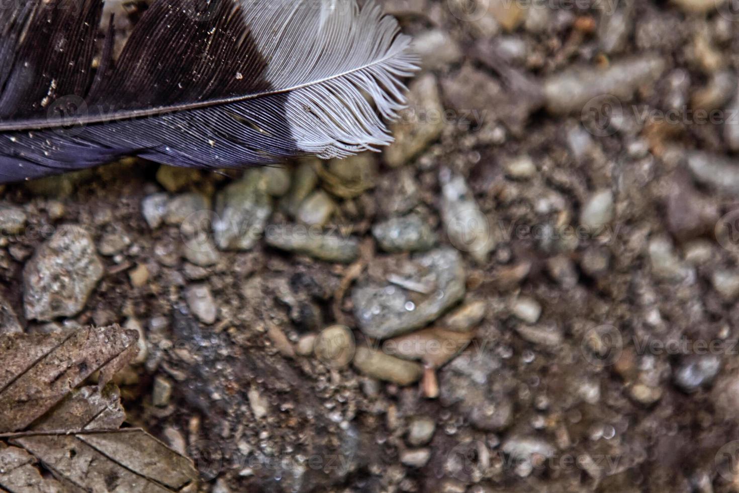 Black and white feather on ground photo