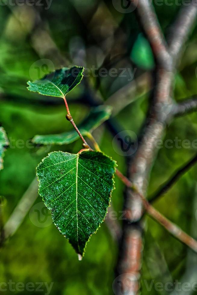 hoja verde, cerrar foto