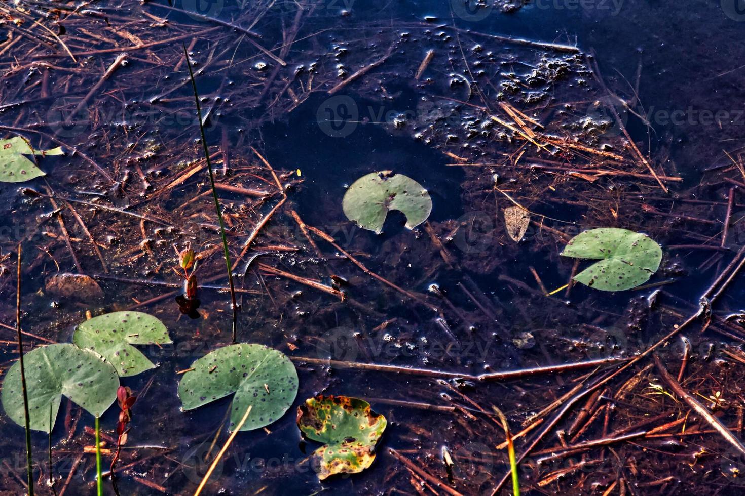 lirios en el agua foto