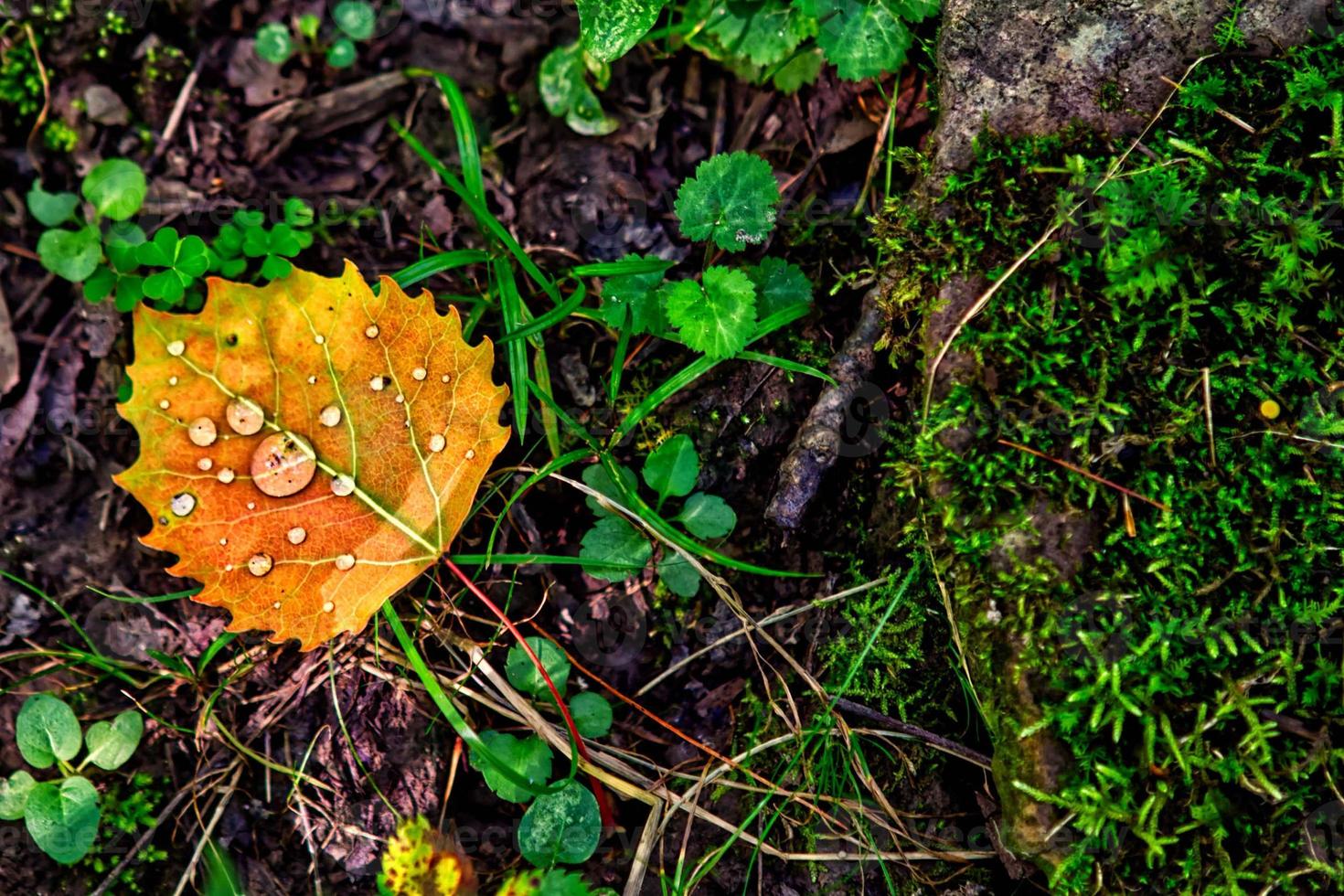 Orange leaf with raindrops photo