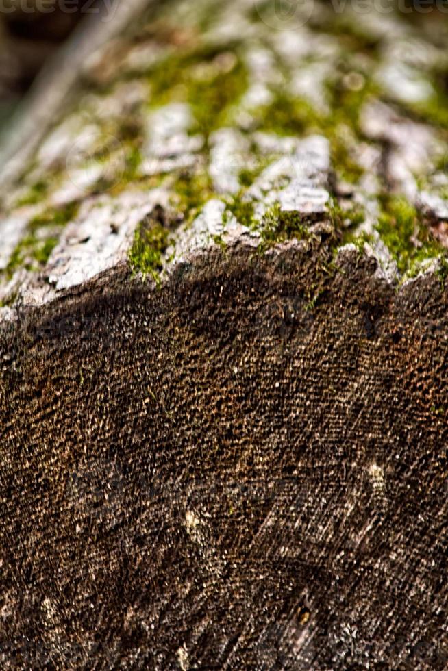 Texture of log close photo