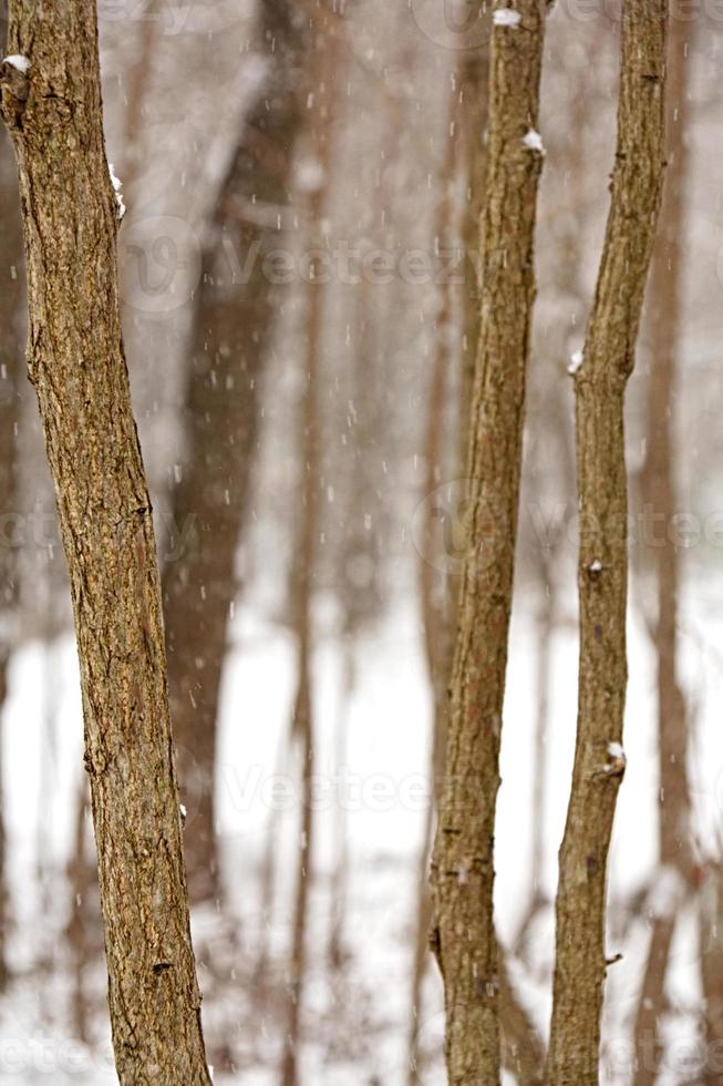 árboles delgados en la nieve foto