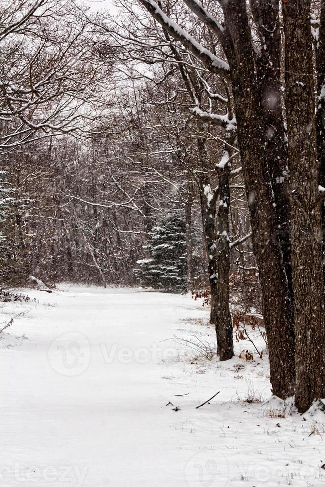 Straight snowy trail photo