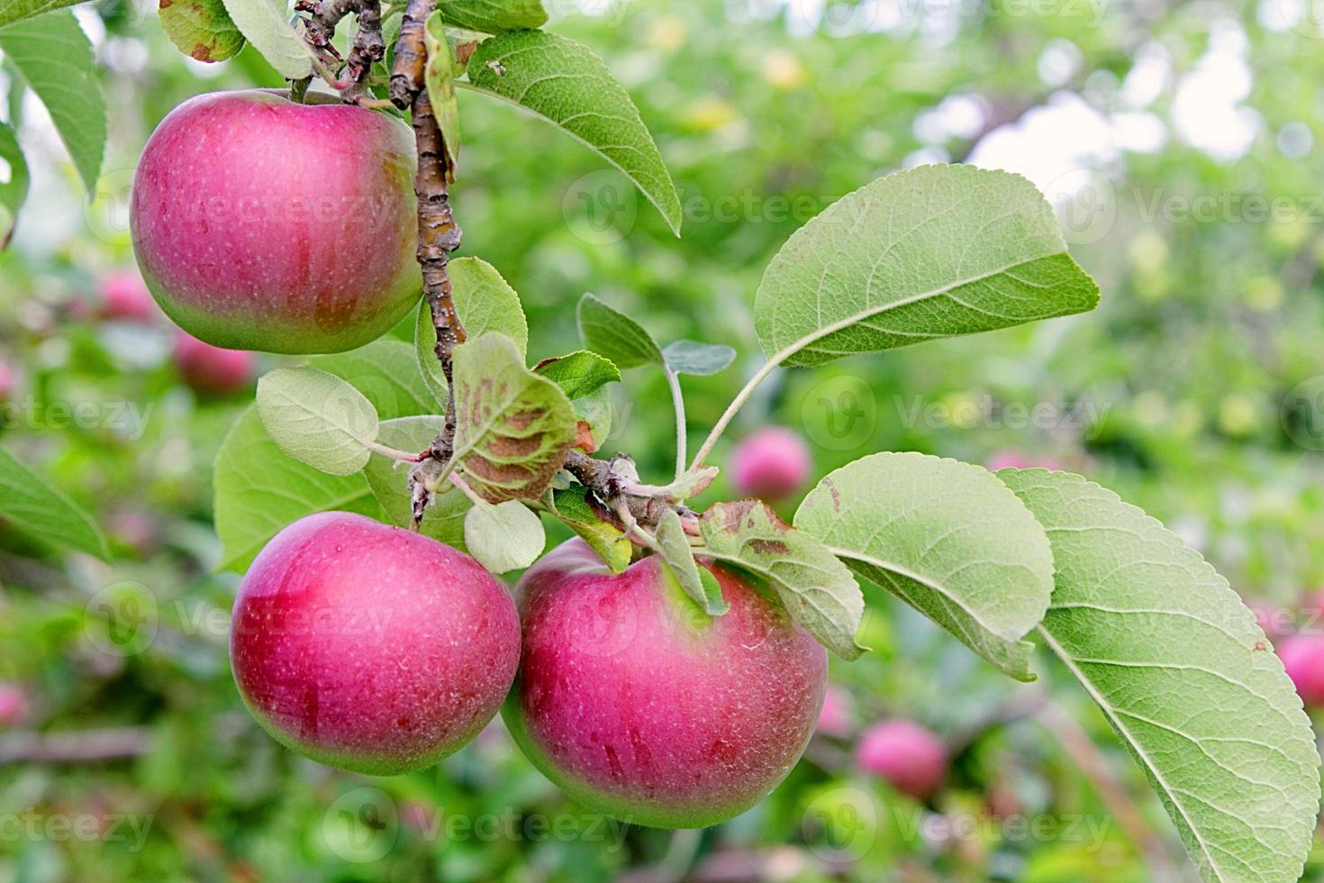 tres manzanas rojas foto