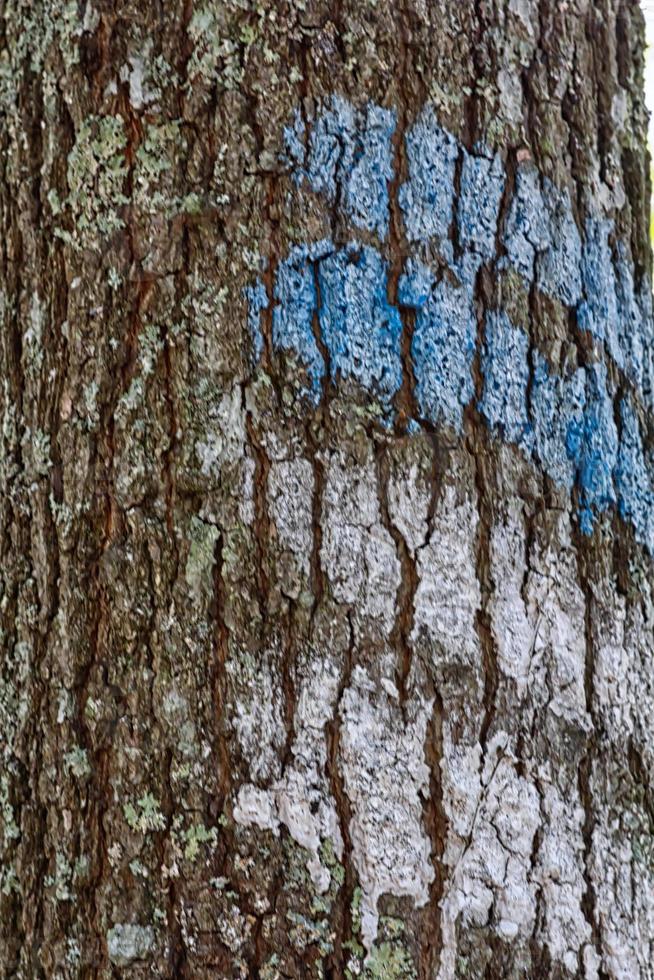 Hiking Trail stripes photo