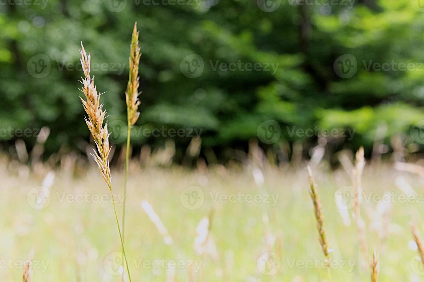campo de trigo cerca foto