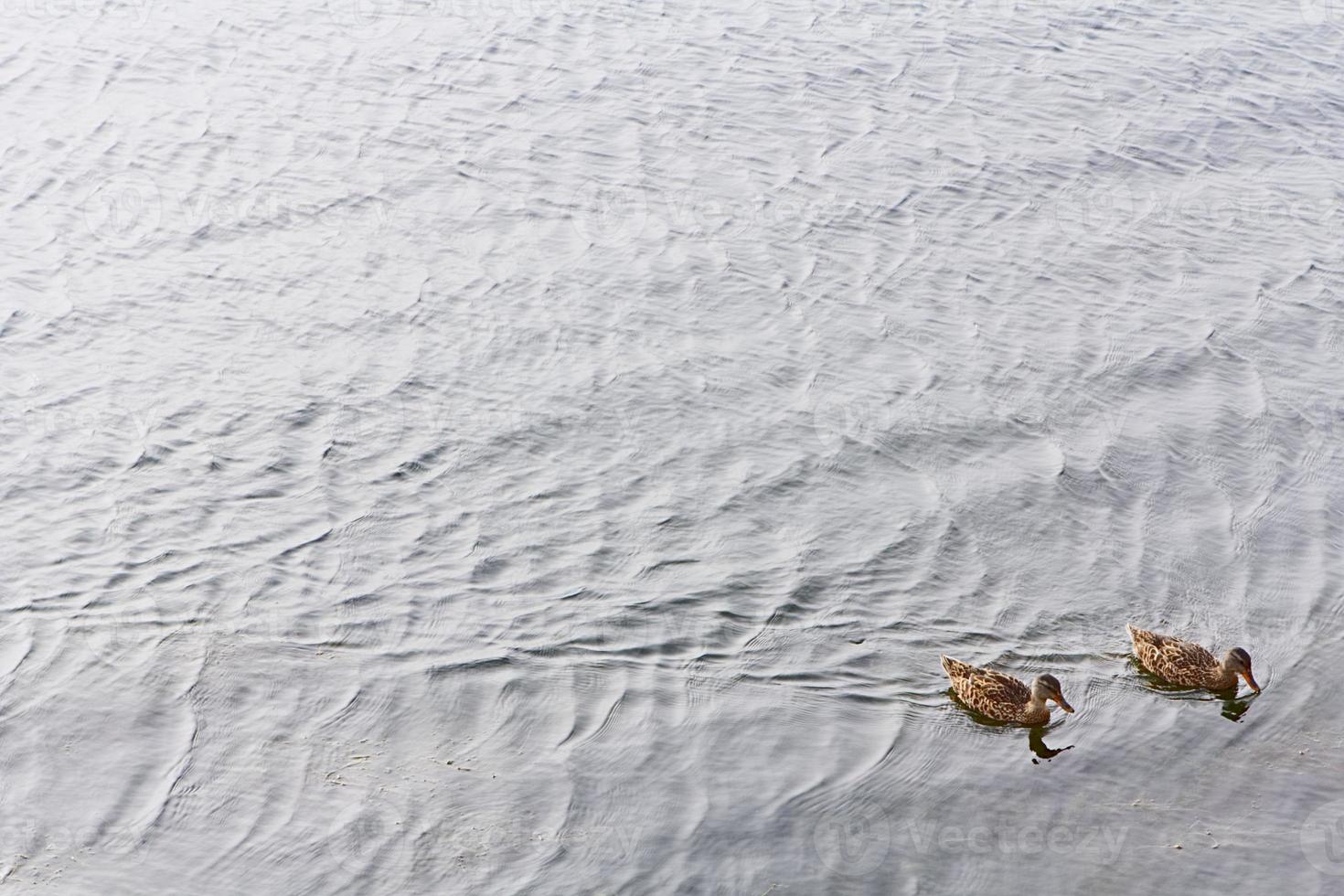 dos patos en un lago foto