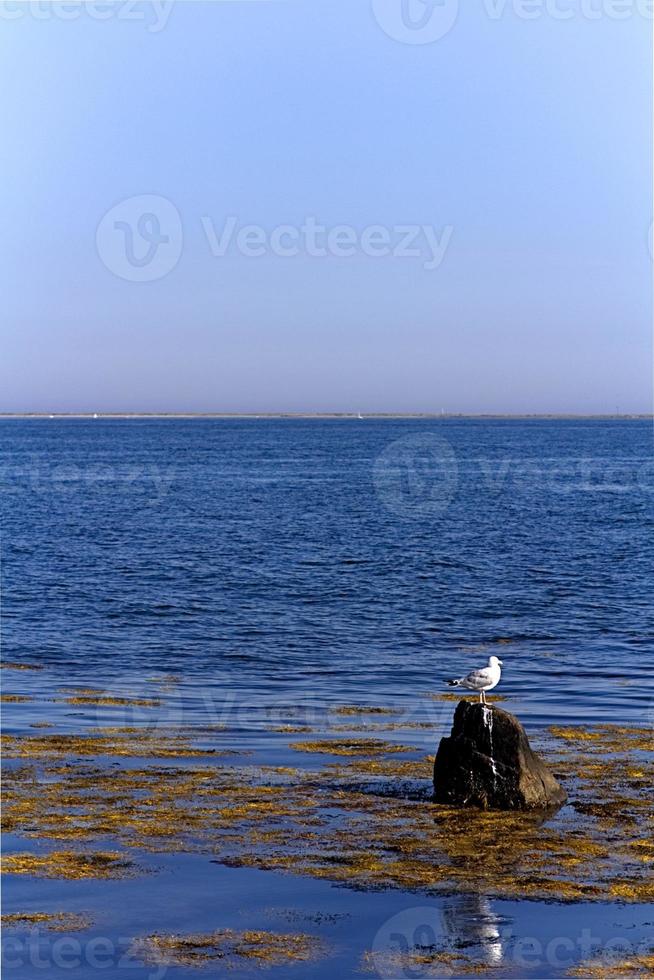 Gull on a rock at sea photo
