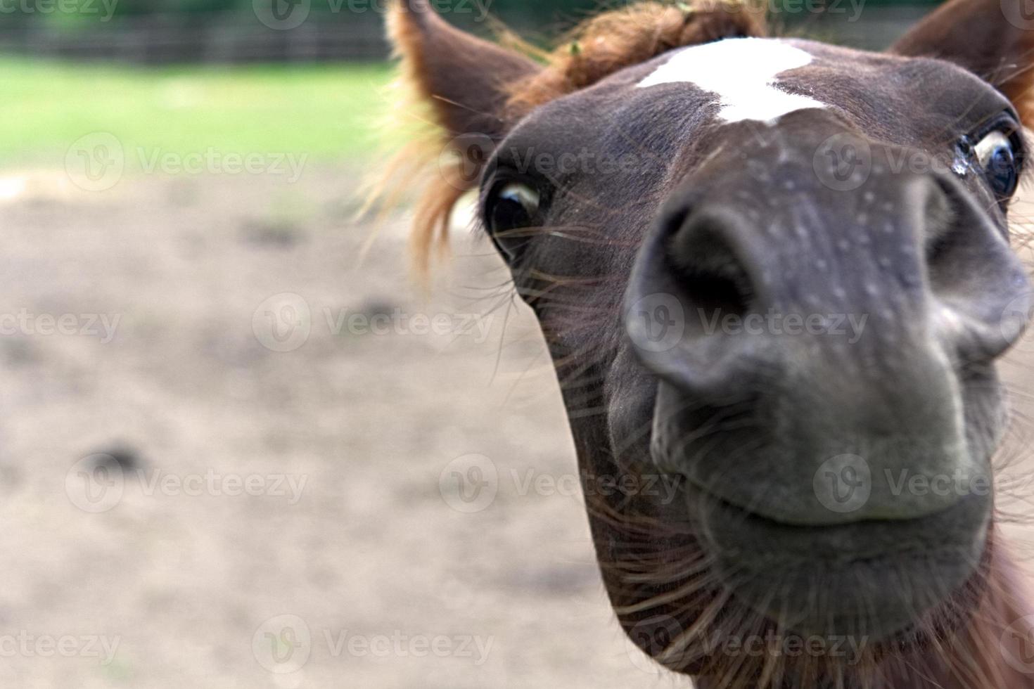 Quirky foal nose photo