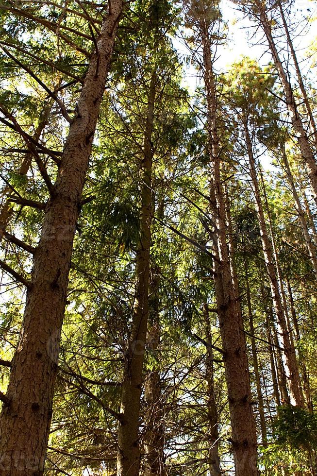 Tall tree tops photo
