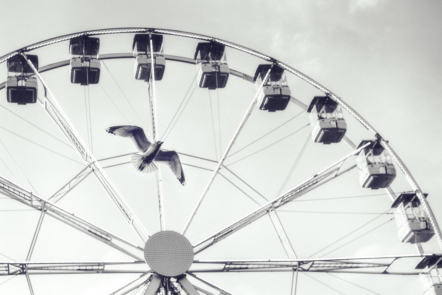 Bird and Ferris wheel photo