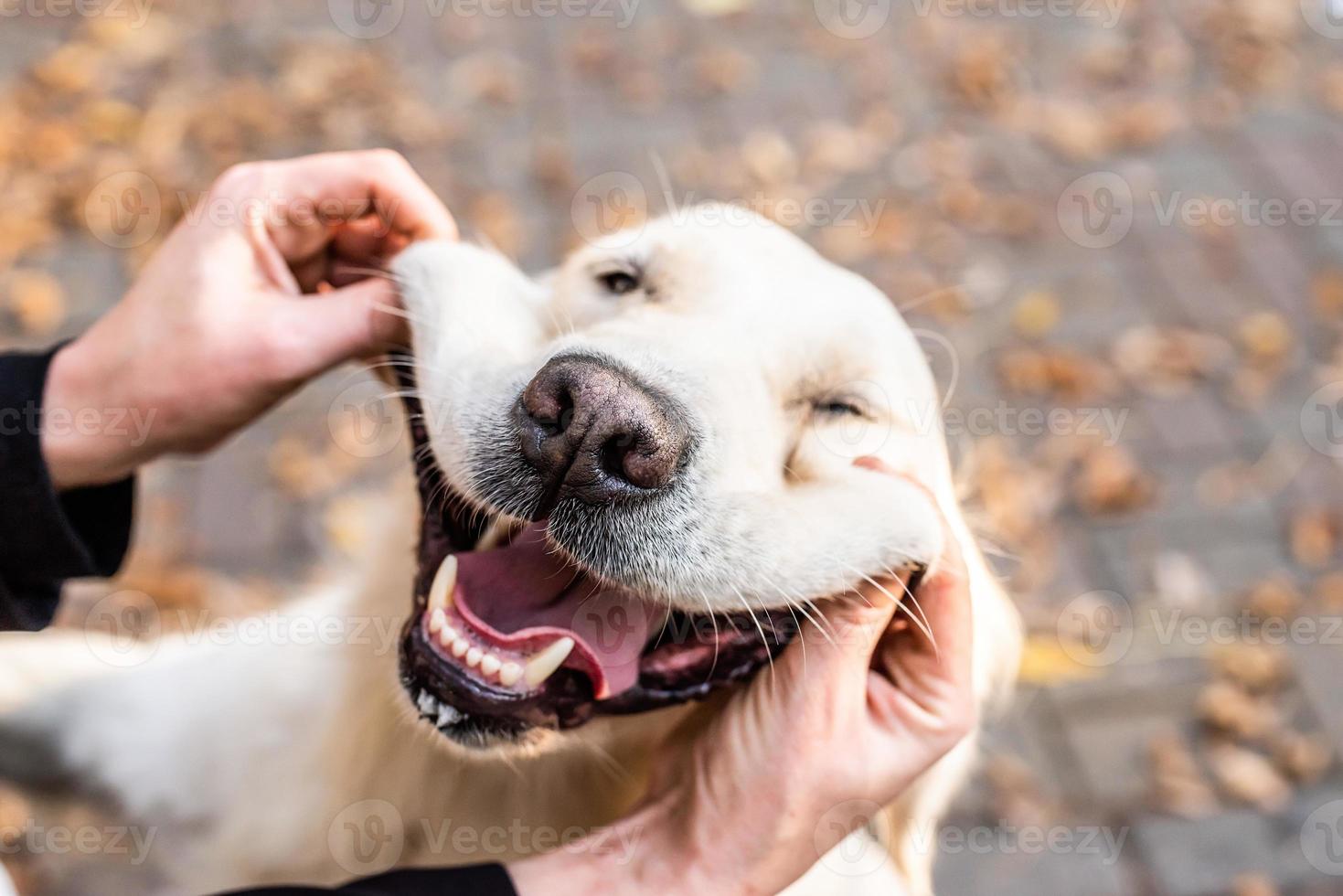 funny golden retriever dog in the park photo