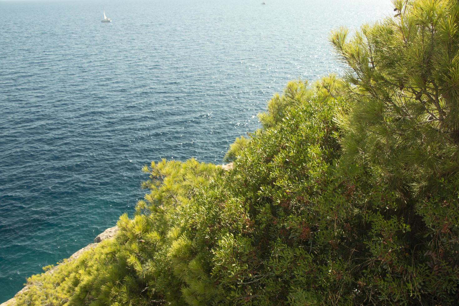 una vista al mar desde los arbustos foto