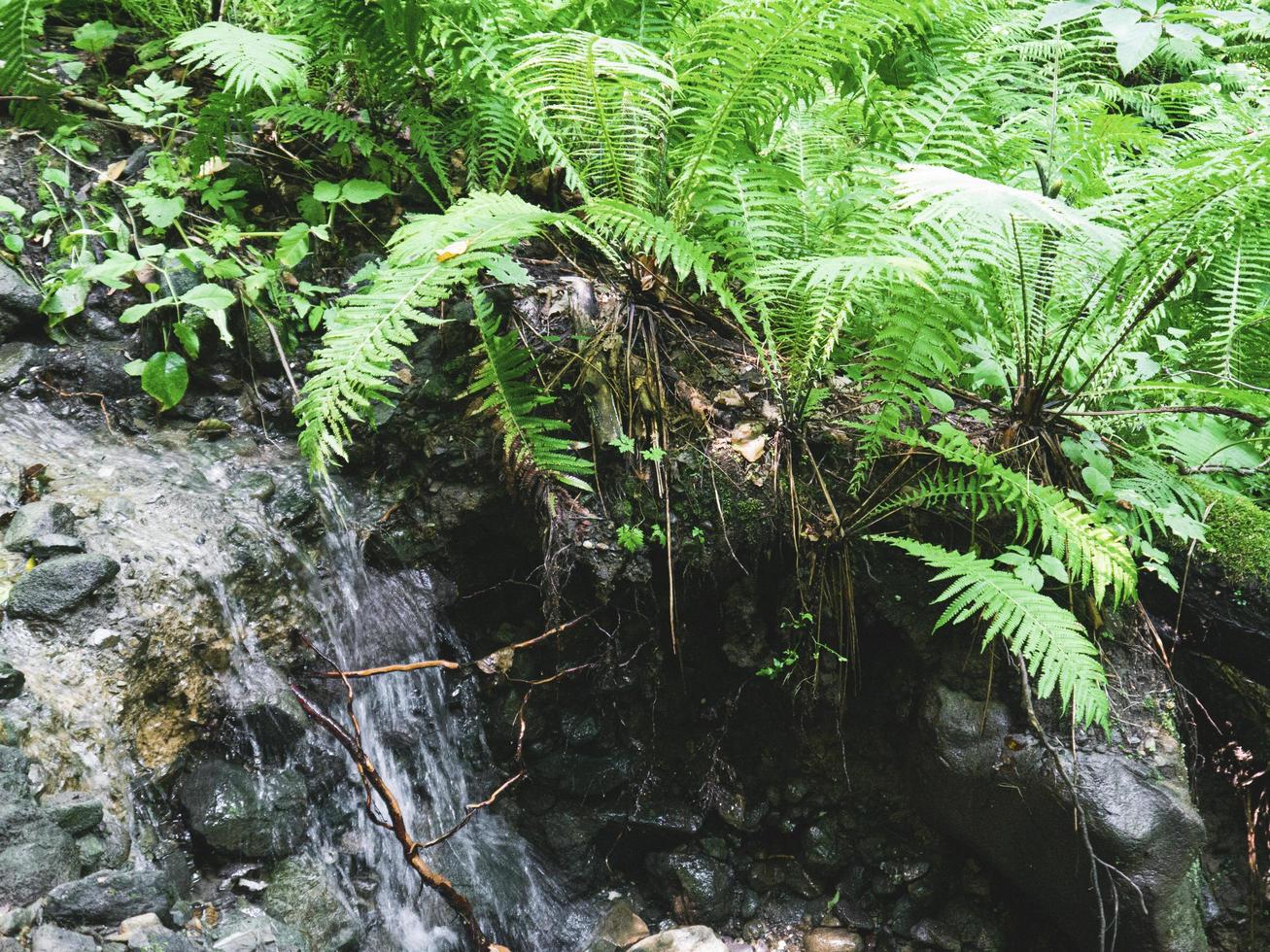 arroyo en un bosque de montaña. montañas del cáucaso foto