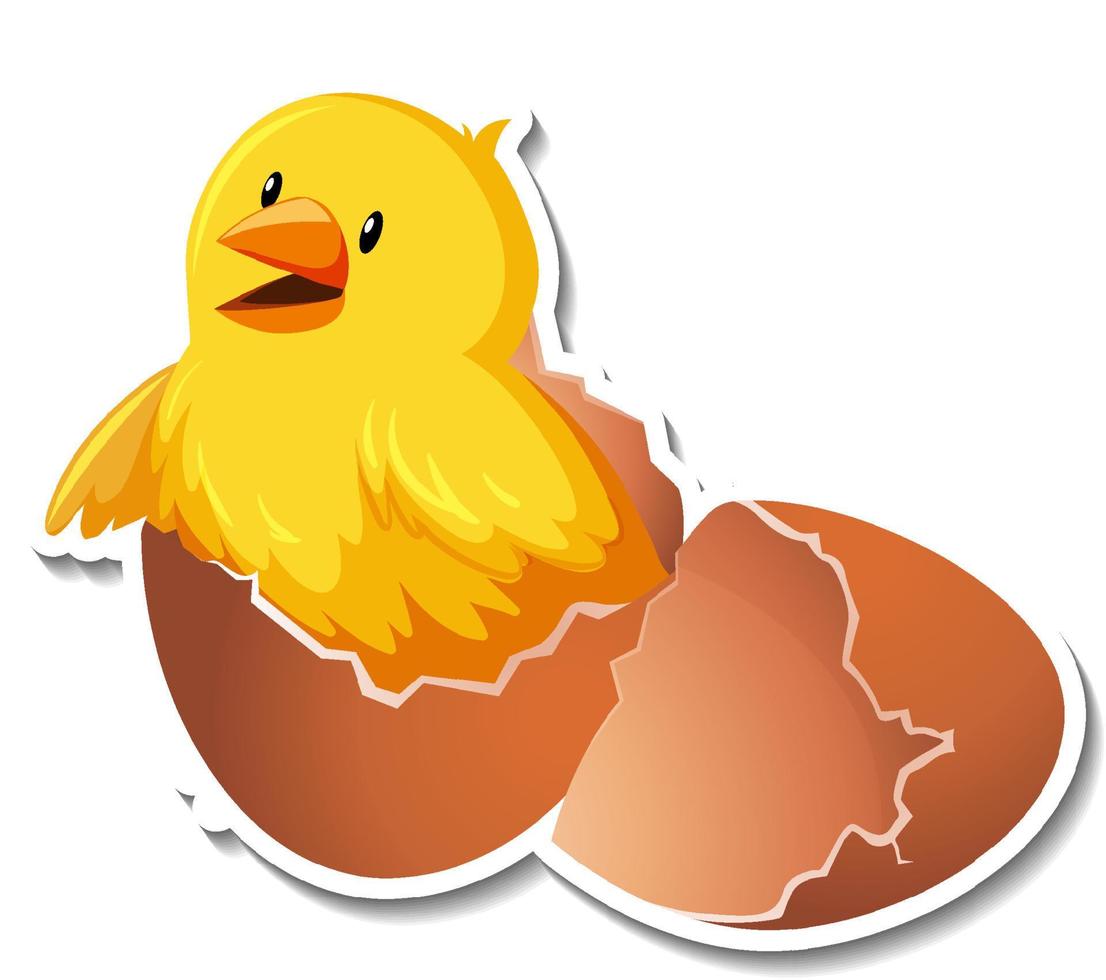 Chick hatching from an egg on white background vector