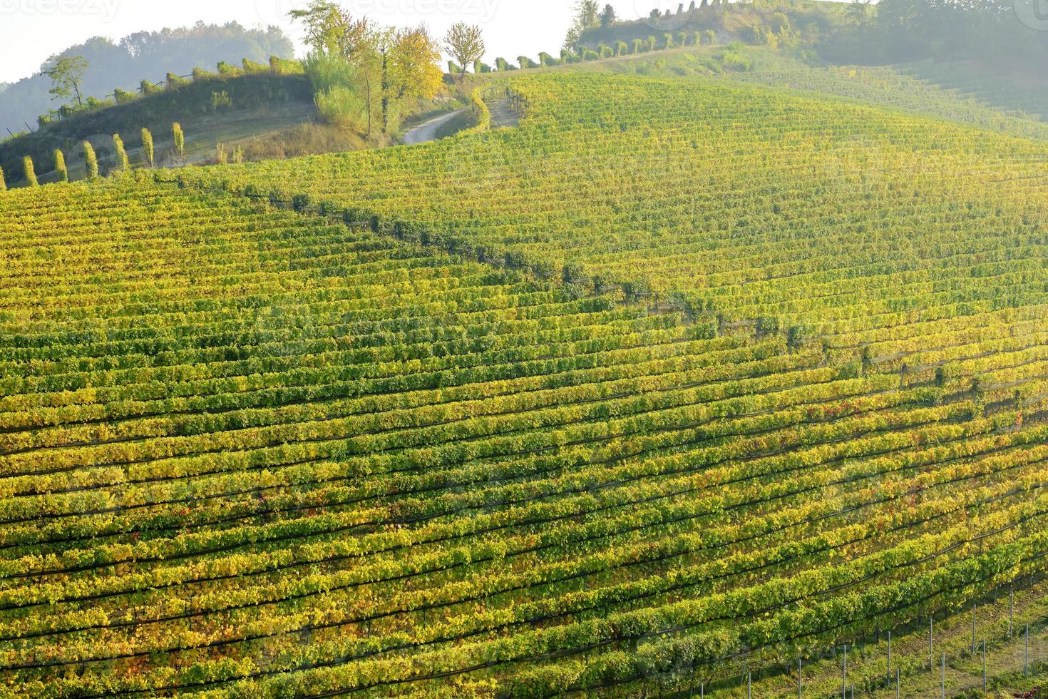 Aerial view of the vineyards of the hilly region of Langhe, Piedmont, Northern Italy, fall season. UNESCO Site since 2014. photo
