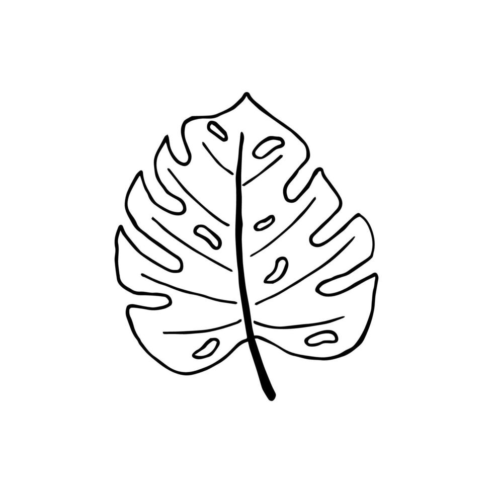Sketch tropical monstera leaf in line art style. Doodle outline jungle plant vector
