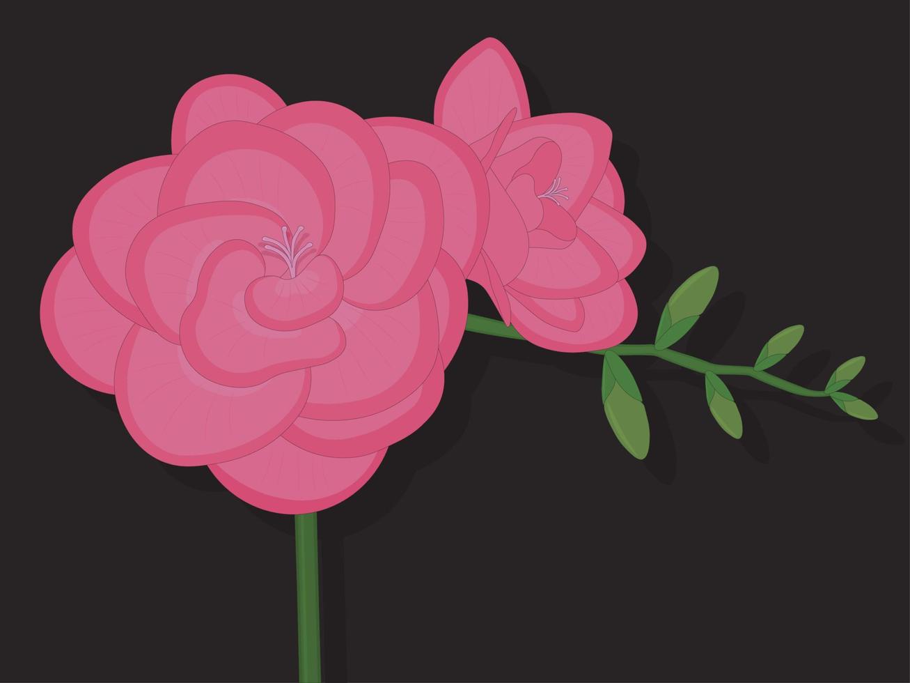 Pink freesia flower with buds on black background vector illustration