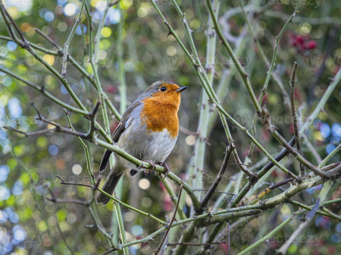 Petirrojo europeo, Erithacus rubecula, encaramado en un arbusto foto