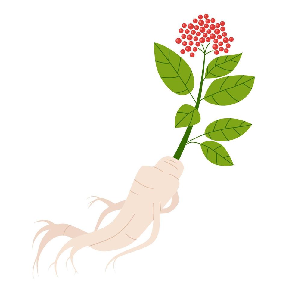 Ginseng plant with red berries, yellowish-white root, and green leaves. Isolated drawing on white background. Flat vector illustration.