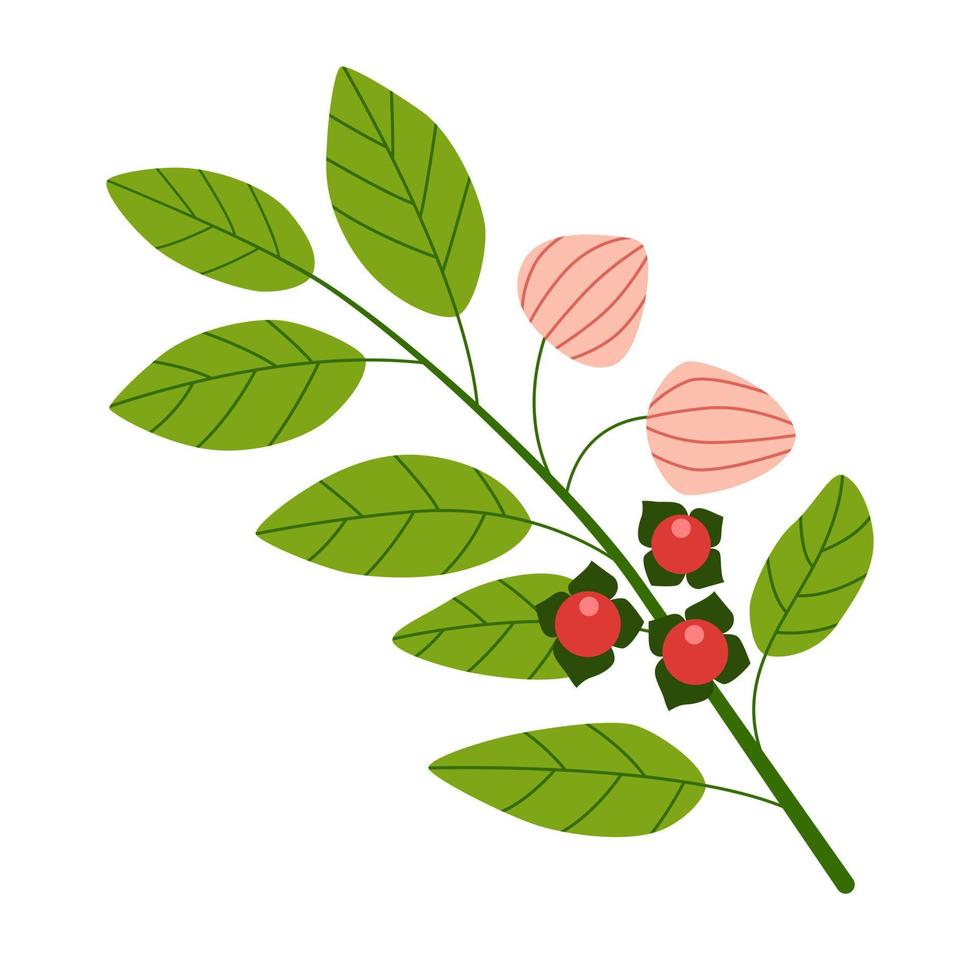 Ashwagandha plant with red berries and green leaves. Isolated drawing on white background. Flat vector illustration.