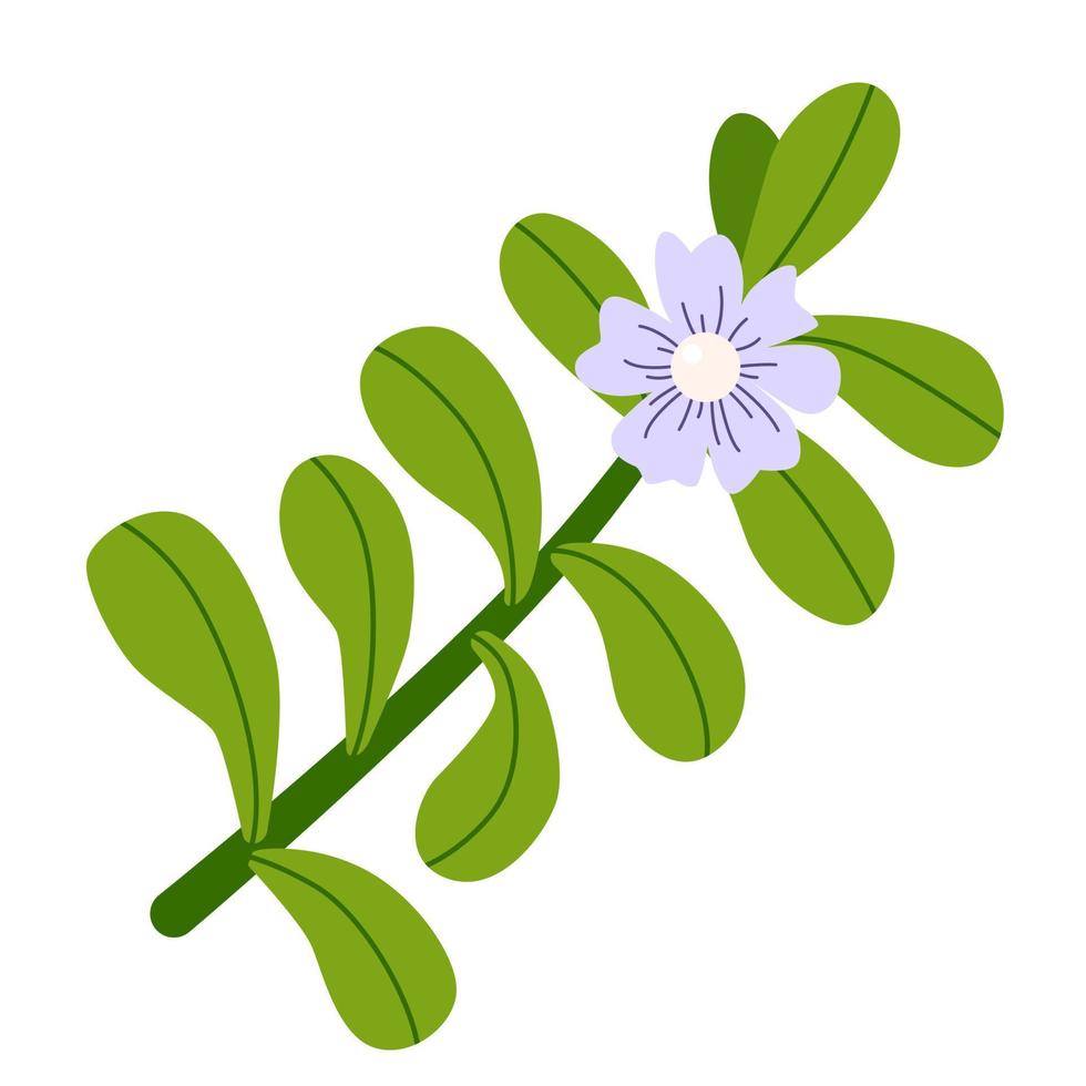 Bacopa plant with white purple flower and green leaves. Isolated drawing on white background. Flat vector illustration.