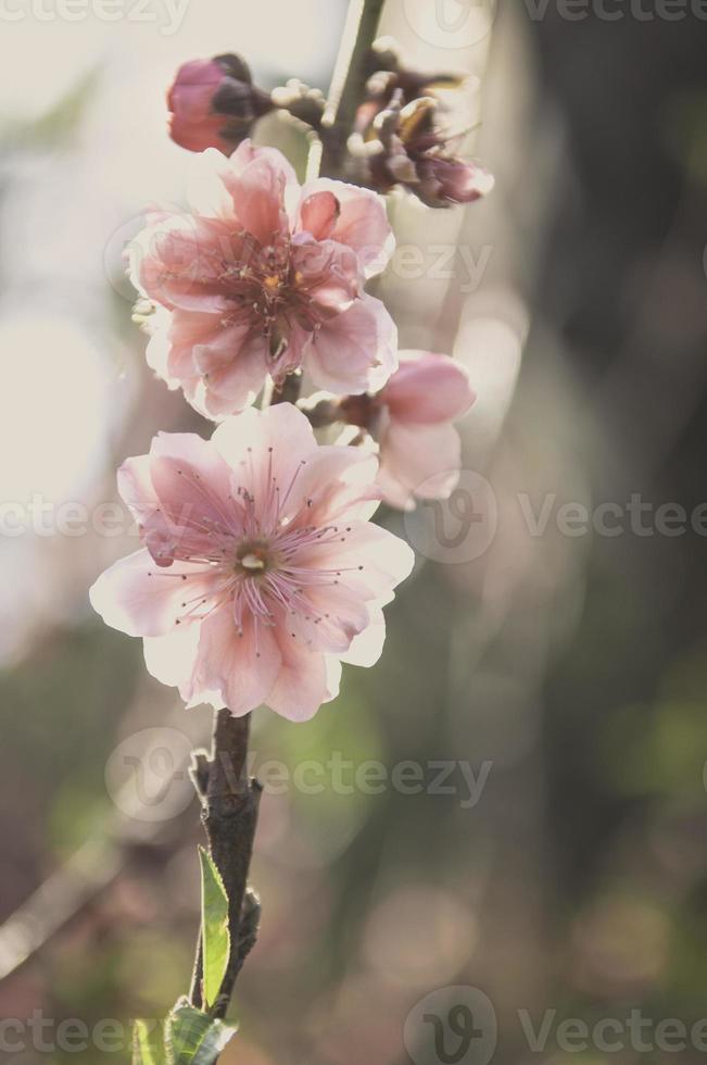 Fondo de arte de flores vintage retro foto