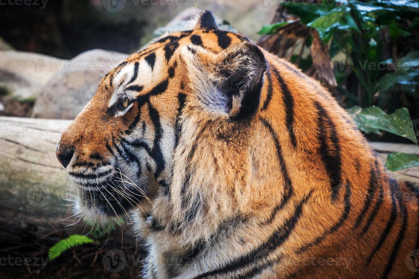 Fierce tiger Ground black background A beautiful light photo