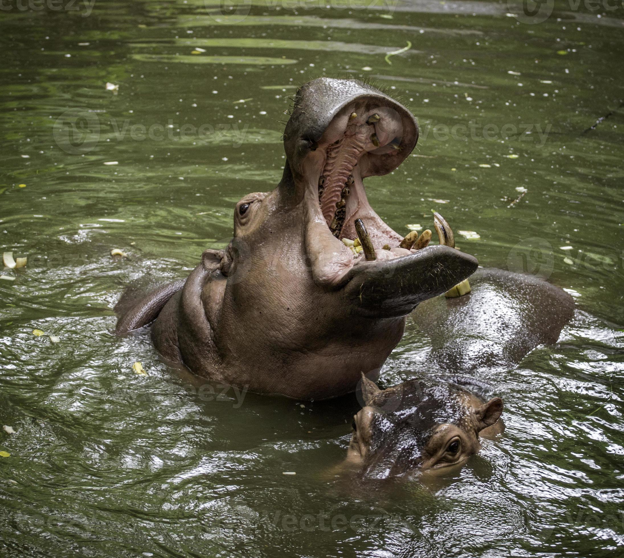 hippo The hippopotamus, mostly herbivorous mammal in sub-Saharan Africa. 4340128 Stock Photo at Vecteezy hippo The hippopotamus, mostly herbivorous mammal in sub-Saharan Africa. 4340128 Stock Photo at Vecteezy
