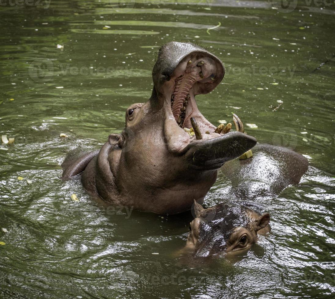 hipopótamo el hipopótamo, en su mayoría mamífero herbívoro en el África subsahariana. foto