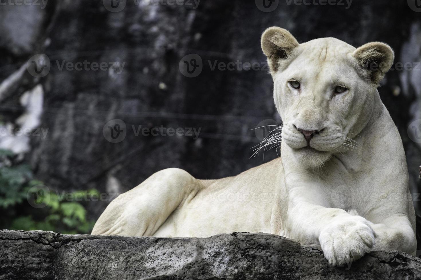 White lion on the rock photo