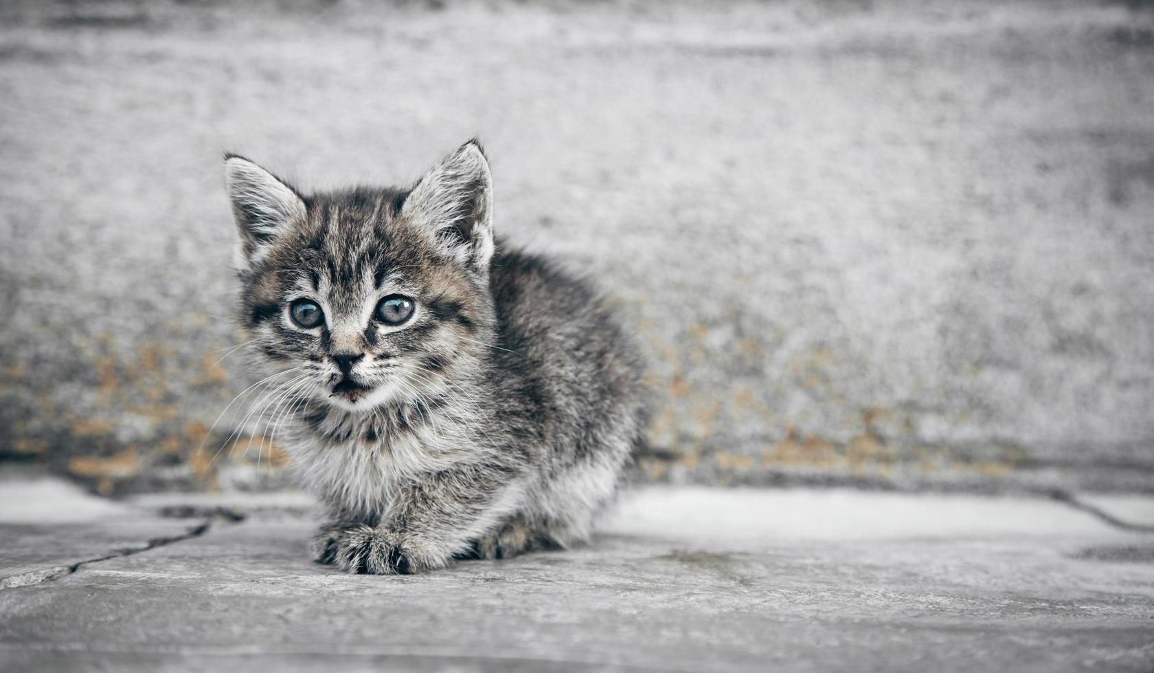 retrato de un pequeño gatito al aire libre. foto