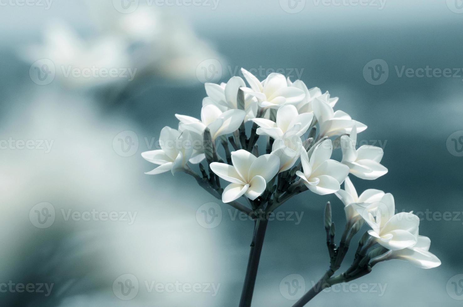 flower design  black Vintage beautiful flowers made with color filters photo