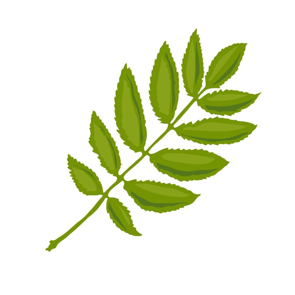 A rowan leaf illustration. Vector illustration.