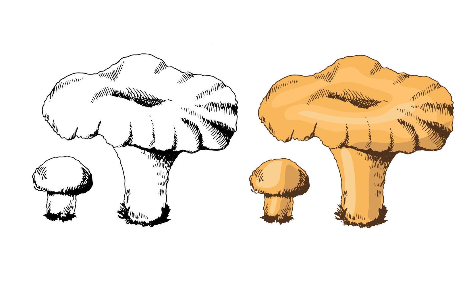 A hand-drawn sketch of chanterelle mushrooms. Vector vintage illustration. Drawing with an ink pen. Vintage sketch style on a white background.